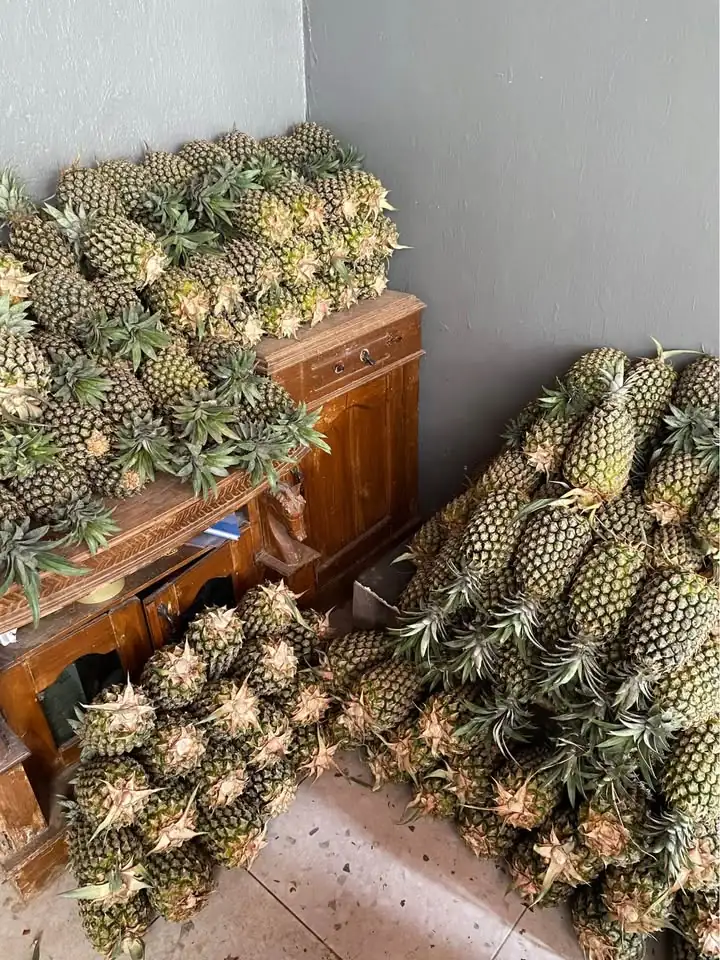 Monggo Nanas Kelud ready setiap hari