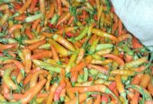 Ready cabe setan. Lok Sukabumi