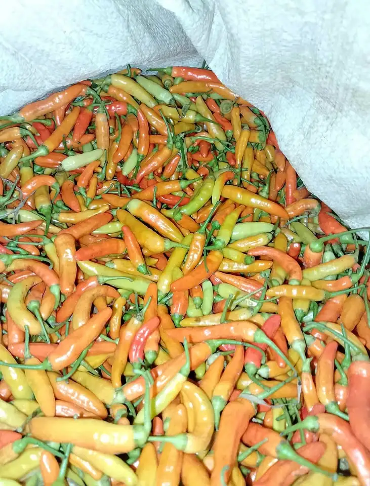 Ready cabe setan. Lok Sukabumi