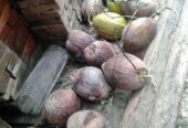 Mbok minat pisang kepok