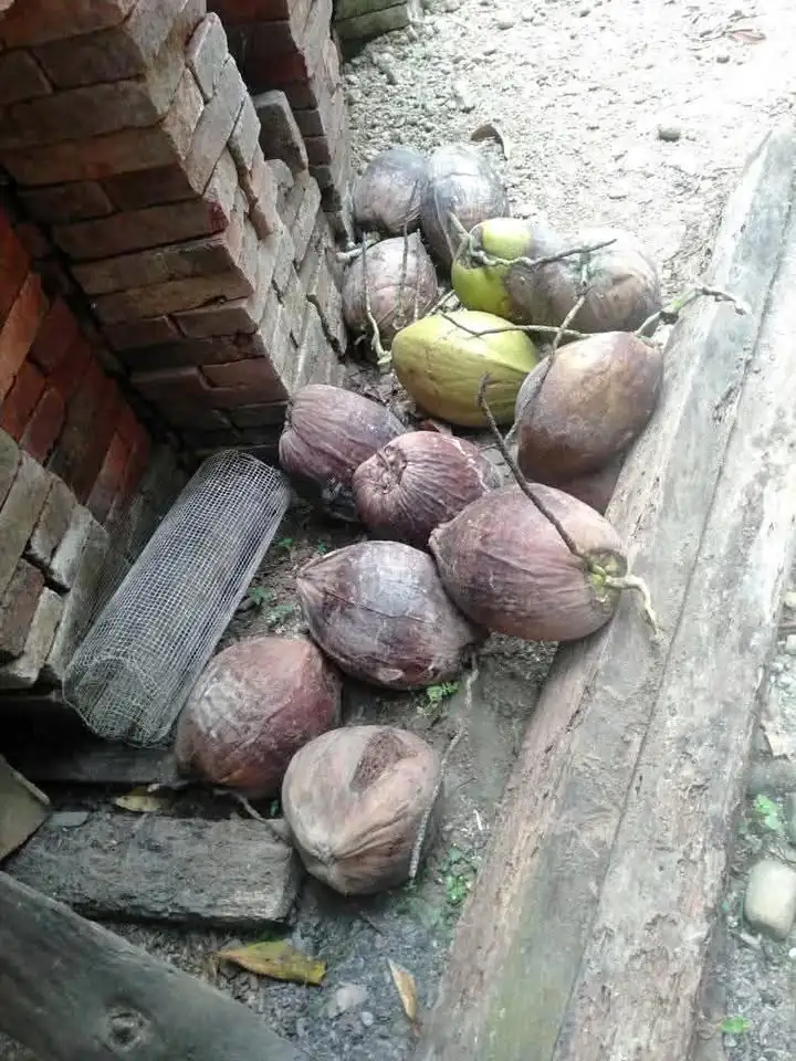 Mbok minat pisang kepok