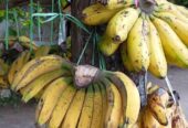 Pisang Ambon Rindu PISANG