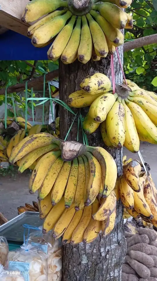 Pisang Ambon Rindu PISANG