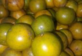 Jeruk peras Madiun Obral kuning