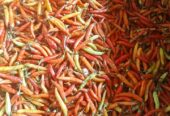 Ready cabe setan. Lok Sukabumi
