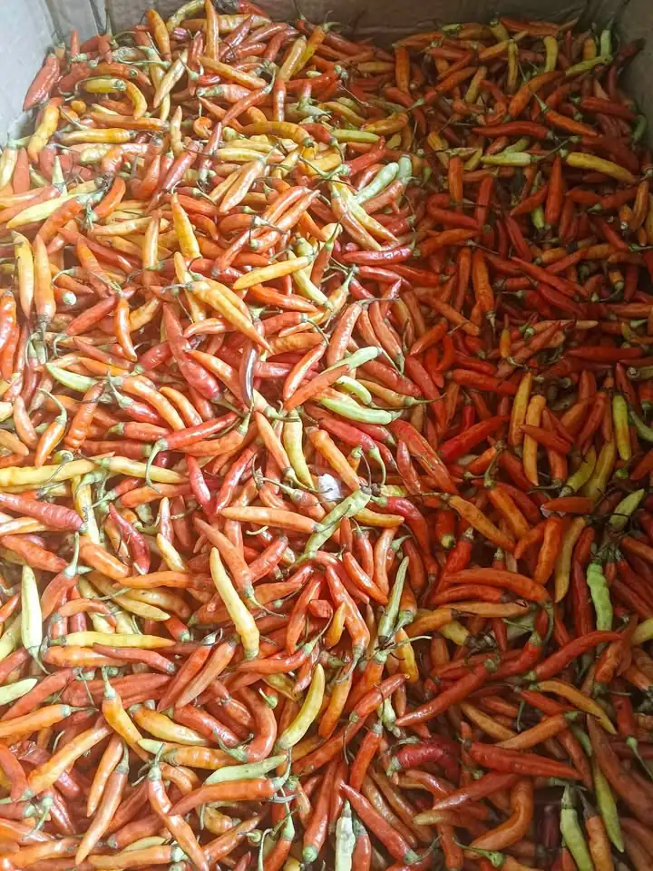 Ready cabe setan. Lok Sukabumi