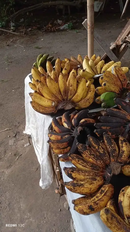 Pisang koja, pisang g susu IDR18,000