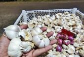 Bawang putih,bawang merah