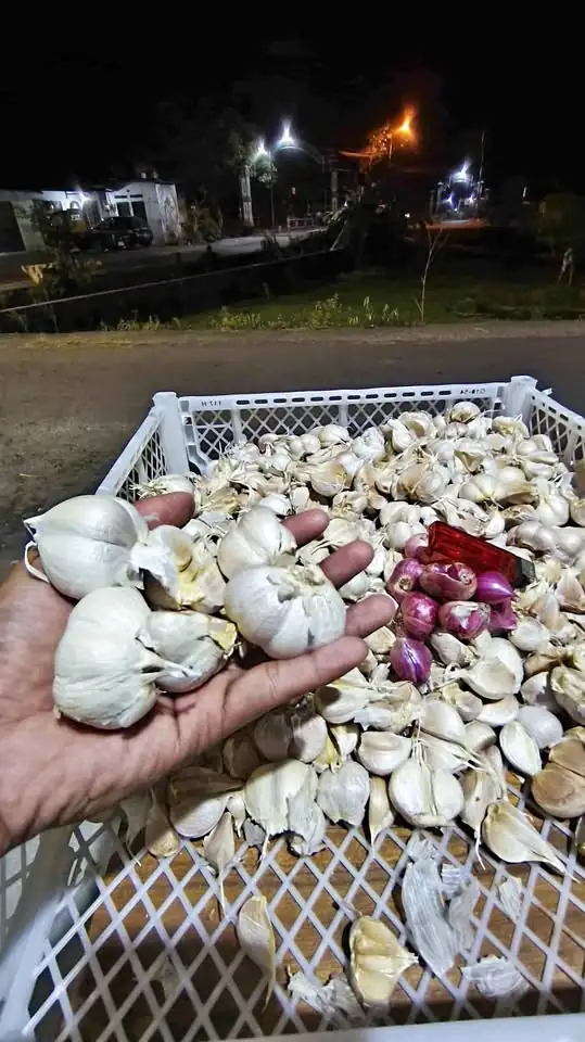 Bawang putih,bawang merah
