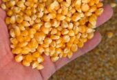 Jual jagung popcorn mentah hrg 20rb perkilo