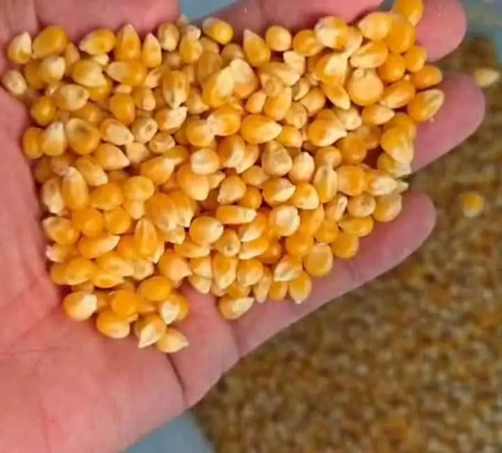Jual jagung popcorn mentah hrg 20rb perkilo