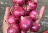 bawang merah bima pilihan (BUKAN CARUK)