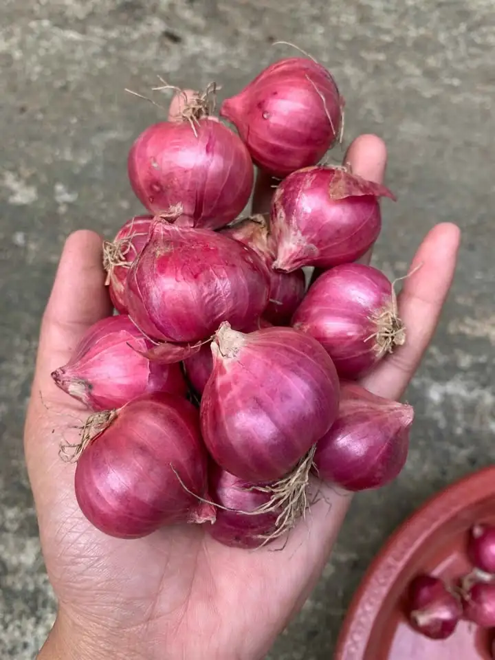 bawang merah bima pilihan (BUKAN CARUK)