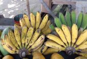 Pisang Rasa suluhan