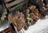 Jual Pisang Susu Murah