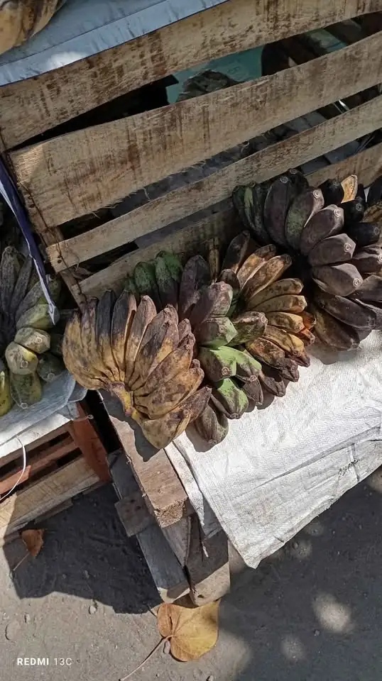 Jual Pisang Susu Murah