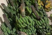 Pisang 20rb An pertundun