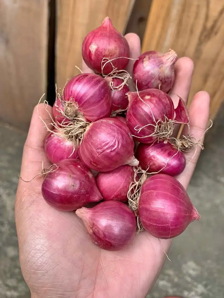 bawang merah bima pilihan (BUKAN CARUK)