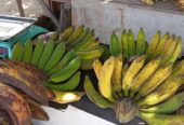 Pisang Rasa suluhan