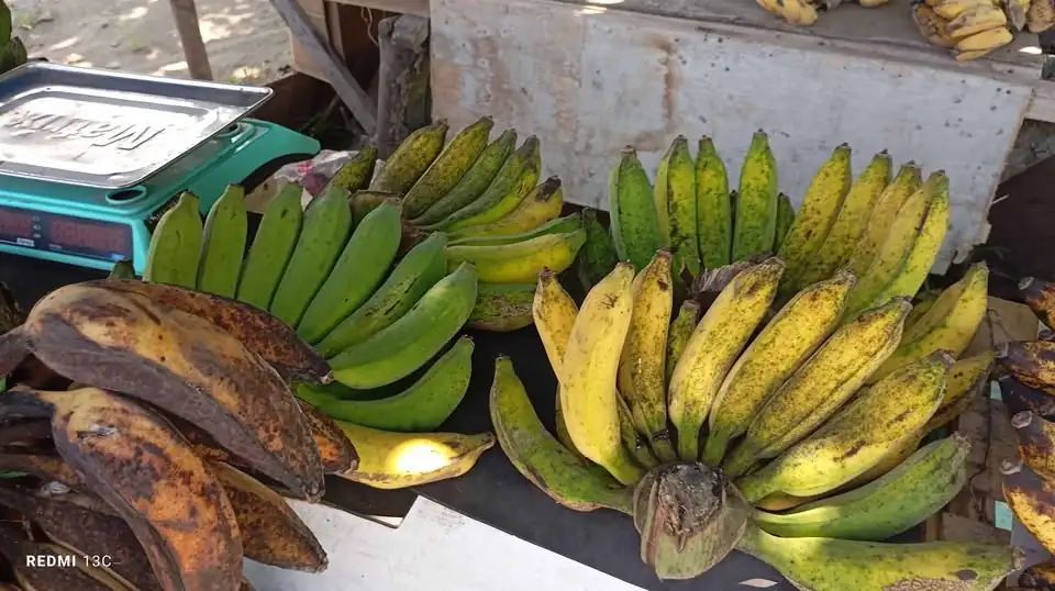 Pisang Rasa suluhan