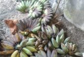 Mbok minat pisang kepok