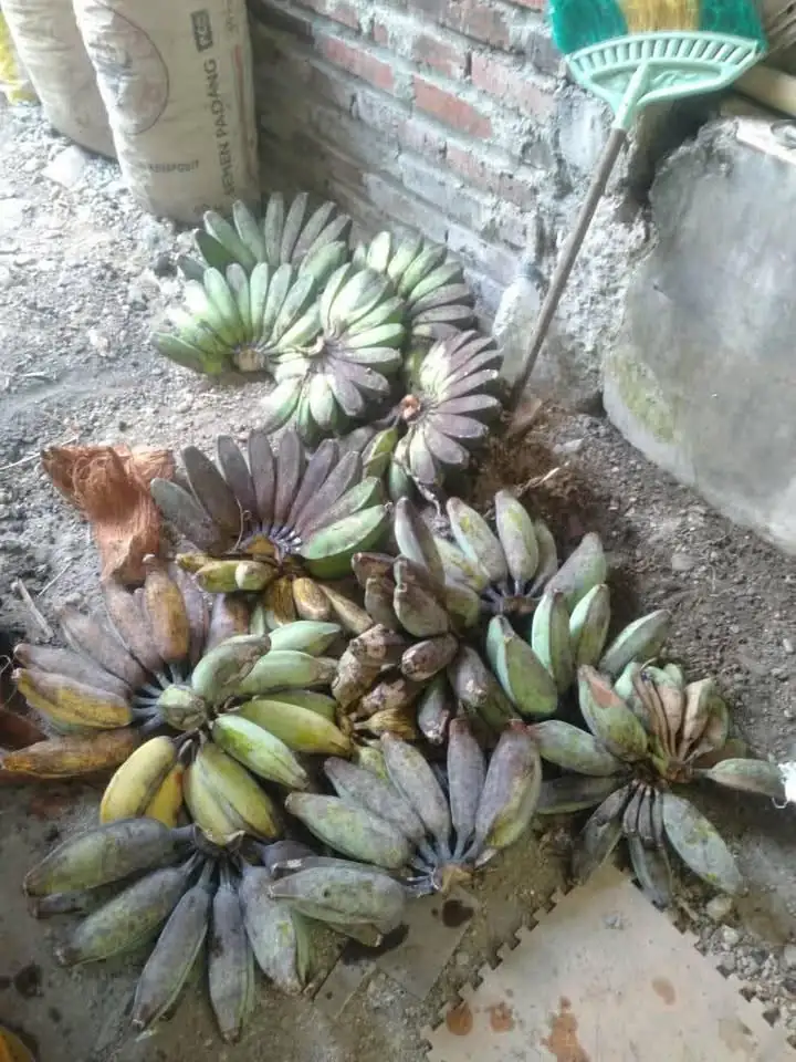 Mbok minat pisang kepok