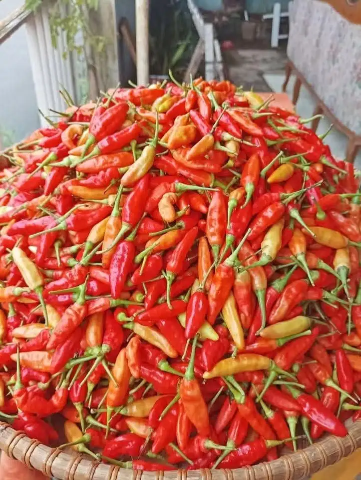 cabe rawit fresh baru panen