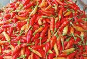cabe rawit fresh baru panen