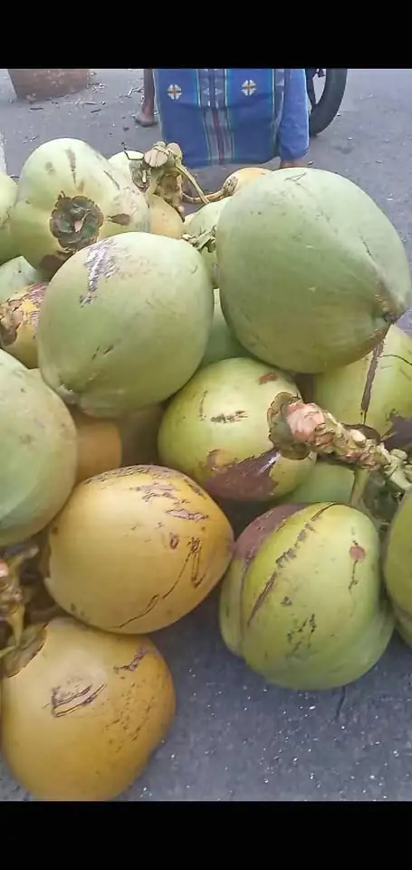 Jual Buah Kelapa Muda Segar