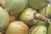 Jual Buah Kelapa Muda Segar