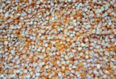 jagung kering lokasi galur kulonprogo