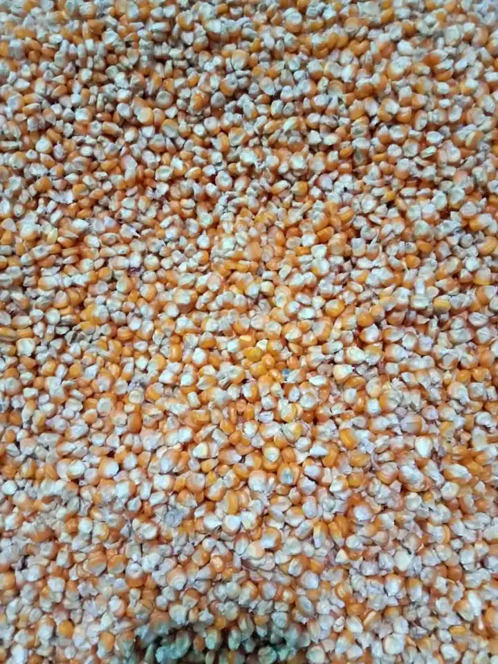 jagung kering lokasi galur kulonprogo