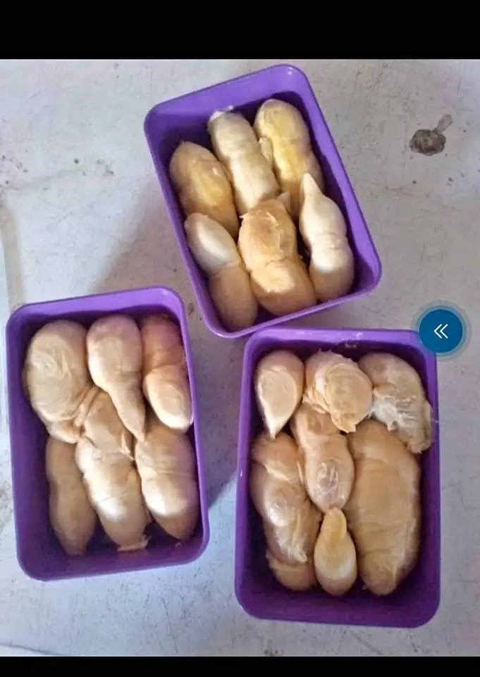 Ready durian nias
