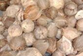 Jual Buah Kelapa Ecer