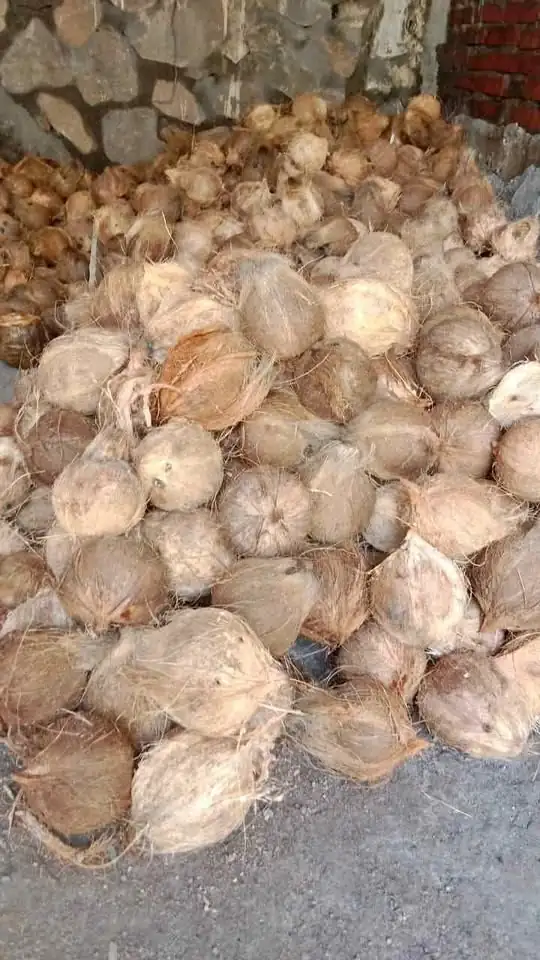 Jual Buah Kelapa Ecer