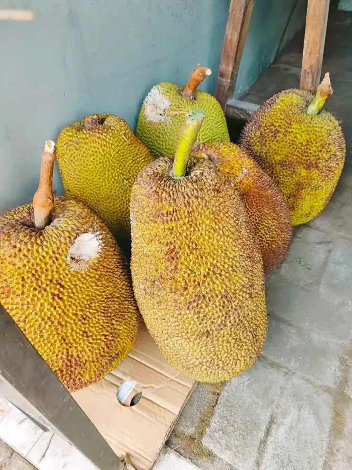 Nangka madu dan nangka lokal manis