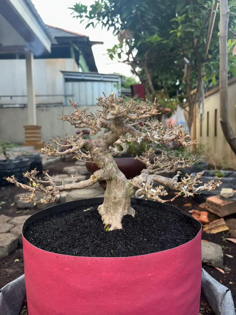 POHON BONSAI
