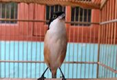 Burung Pentet