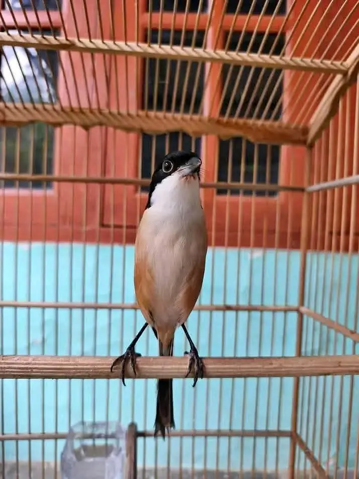 Burung Pentet