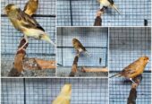 Burung Kenari