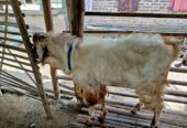 di jual kambing