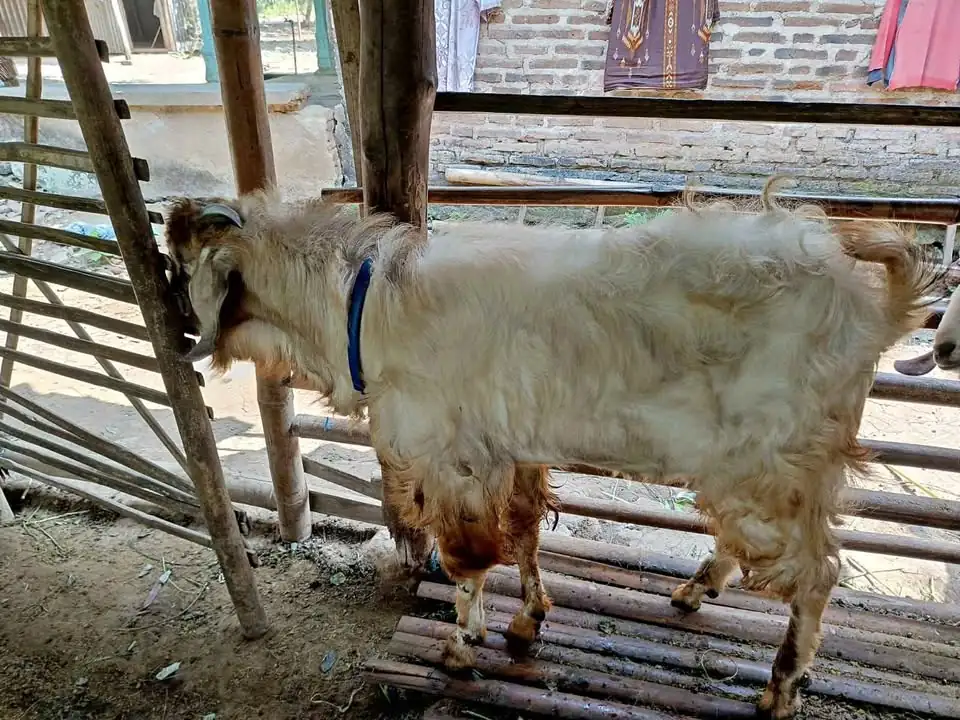di jual kambing