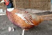 Red ringnek pheasent