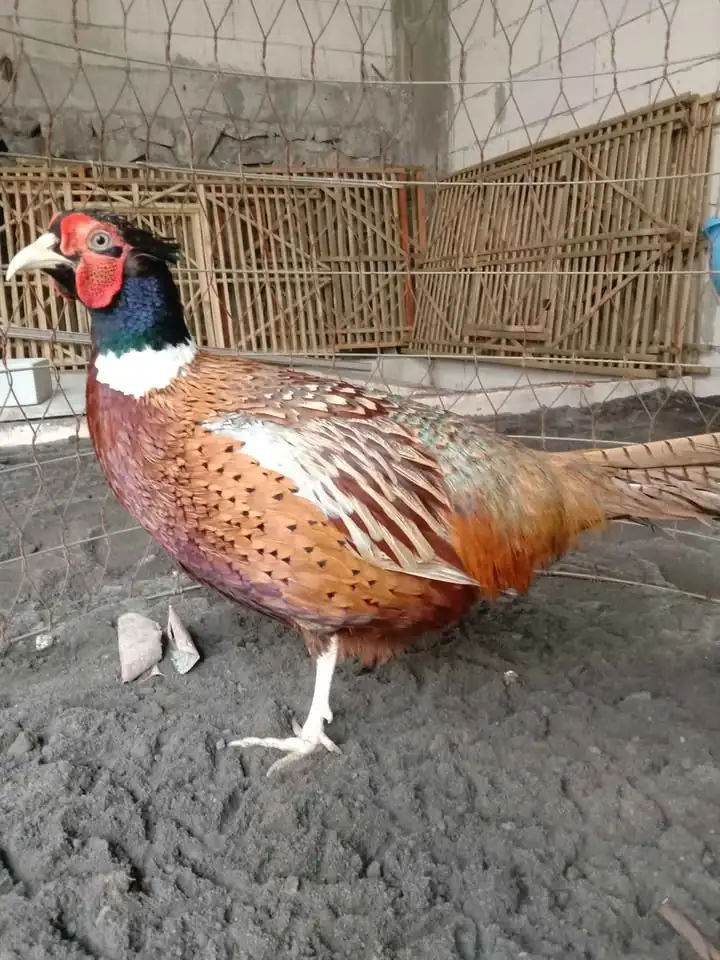 Red ringnek pheasent