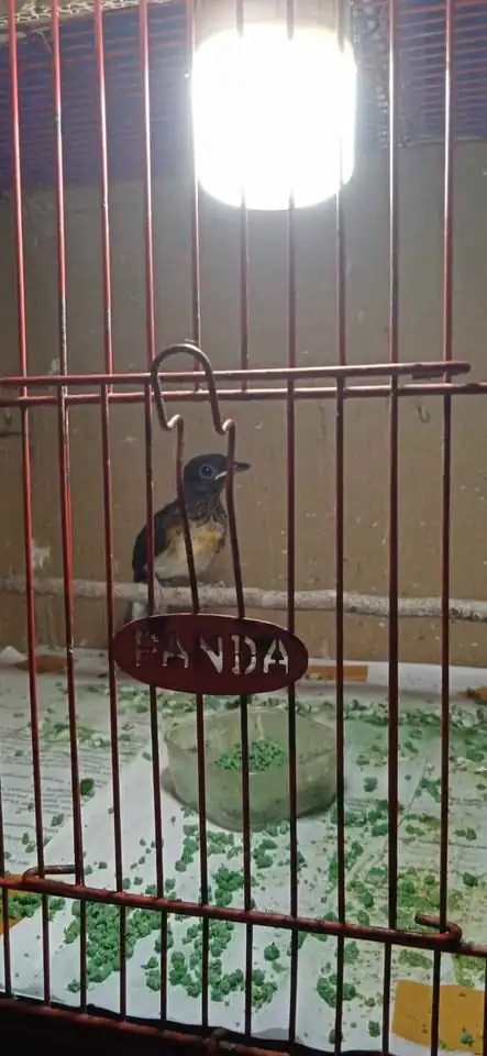 Burung Murai Medan trotol kuat jantan