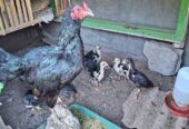 Ayam birma