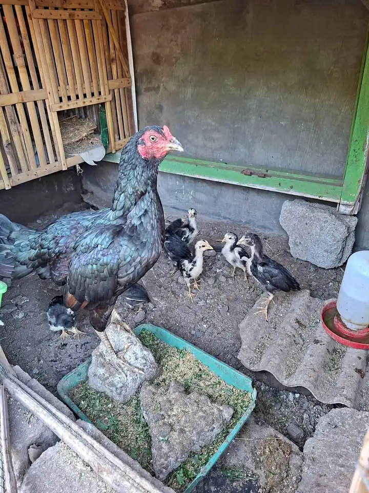 Ayam birma