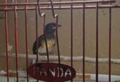 Burung Murai Medan trotol kuat jantan