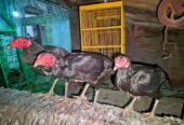 Ayam bangkok babon 3 ekor