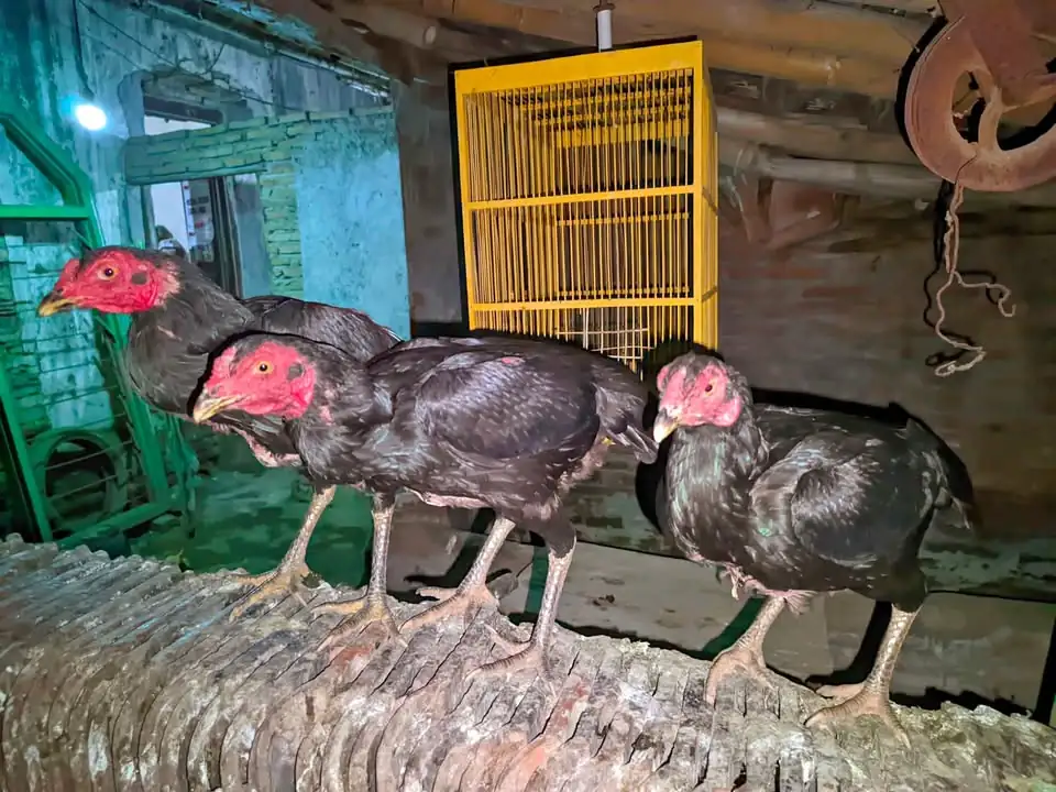 Ayam bangkok babon 3 ekor